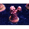 WYSIWYG MH Acropora Red Robin 5R3