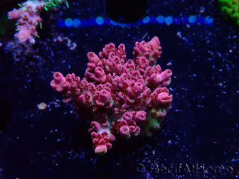 WYSIWYG RAH Acropora hyacinthus Pink Planet