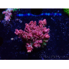WYSIWYG RAH Acropora hyacinthus Pink Planet