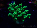 WYSIWYG RAH Acropora aculeus 5E6
