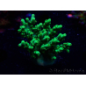 WYSIWYG RAH Acropora aculeus 5E6
