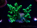 WYSIWYG RAH Acropora aculeus 5E7