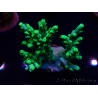 WYSIWYG Acropora aculeus 5H3