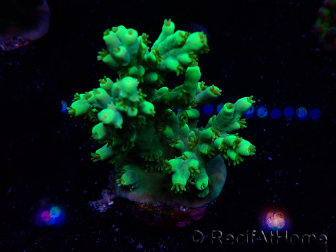 WYSIWYG Acropora aculeus 5H4