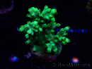 WYSIWYG RAH Acropora aculeus 5E8