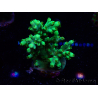 WYSIWYG RAH Acropora aculeus 5E8