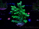 WYSIWYG RAH Acropora aculeus 5E9