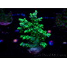 WYSIWYG RAH Acropora aculeus 5E9