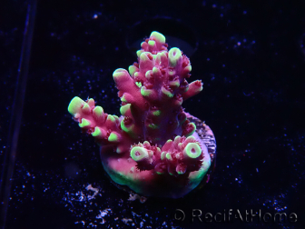 WYSIWYG RAH Acropora Helionis 5G