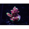 WYSIWYG RAH Acropora Helionis 5G