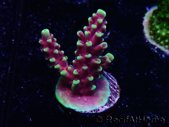 WYSIWYG RAH Acropora Helionis 5G8