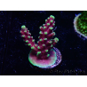 WYSIWYG RAH Acropora Helionis 5G8