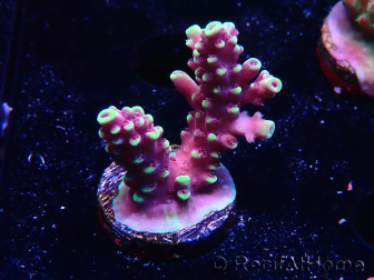 WYSIWYG RAH Acropora Helionis 5G