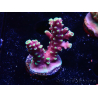 WYSIWYG RAH Acropora Helionis 5G