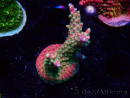 WYSIWYG FF Acropora Skittles Bomb 5H9