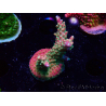 WYSIWYG FF Acropora Skittles Bomb 5G