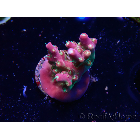 WYSIWYG FF Acropora Skittles Bomb 5H10