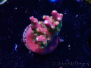 WYSIWYG FF Acropora Skittles Bomb 5G
