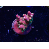 WYSIWYG FF Acropora Skittles Bomb 5G