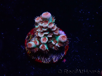 WYSIWYG RAH Acropora tenuis Chili Mint 5J4