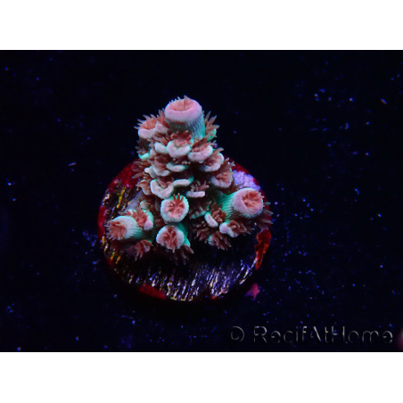 WYSIWYG RAH Acropora tenuis Chili Mint 5J4