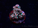 WYSIWYG RAH Acropora tenuis Chili Mint 5J4