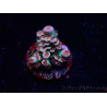 WYSIWYG RAH Acropora tenuis Chili Mint 5J4