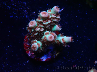 WYSIWYG RAH Acropora tenuis Chili Mint 5J5
