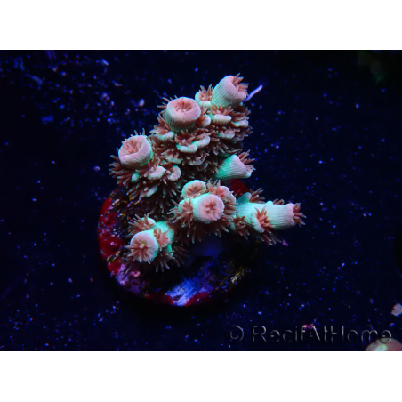 WYSIWYG RAH Acropora tenuis Chili Mint 5J5
