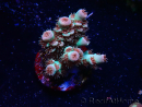 WYSIWYG RAH Acropora tenuis Chili Mint 5J5