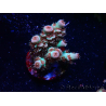 WYSIWYG RAH Acropora tenuis Chili Mint 5J5
