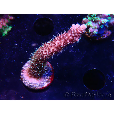 WYSIWYG RAH Acropora millepora Hairy Fairy 5K