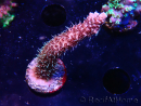 WYSIWYG RAH Acropora millepora Hairy Fairy 5K