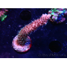 WYSIWYG RAH Acropora millepora Hairy Fairy 5K