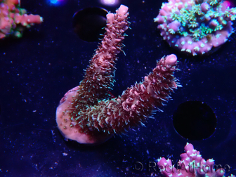 WYSIWYG RAH Acropora millepora Hairy Fairy 5K
