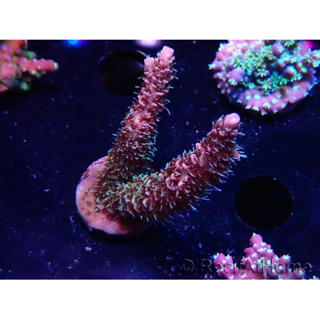 WYSIWYG RAH Acropora millepora Hairy Fairy 5K