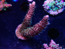 WYSIWYG RAH Acropora millepora Hairy Fairy 5K