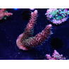 WYSIWYG RAH Acropora millepora Hairy Fairy 5K10