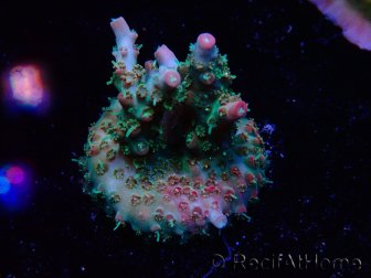 WYSIWYG RAH Acropora Strawberry Ice 5M4