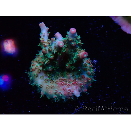WYSIWYG RAH Acropora Strawberry Ice 5M4