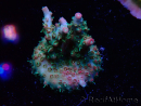 WYSIWYG RAH Acropora Strawberry Ice 5M4