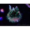 WYSIWYG RAH Acropora Strawberry Ice 5P4