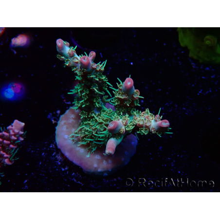 WYSIWYG RAH Acropora Strawberry Ice 5M5