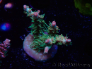 WYSIWYG RAH Acropora Strawberry Ice 5P4