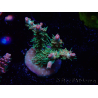WYSIWYG RAH Acropora Strawberry Ice 5M5
