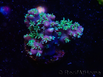 WYSIWYG RAH Acropora horrida Snowflake 5M6
