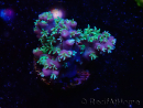 WYSIWYG RAH Acropora horrida Snowflake 5R1
