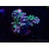 WYSIWYG RAH Acropora horrida Snowflake 5R1