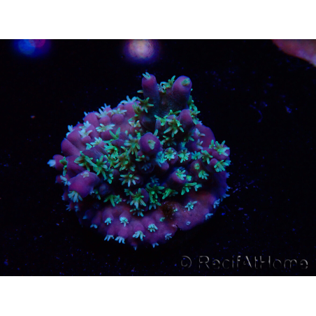 WYSIWYG RAH Acropora horrida Snowflake 5R2