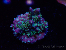 WYSIWYG RAH Acropora horrida Schneeflocke 5R2